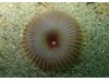 Photo of Myxicola infundibulum
